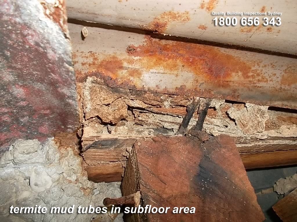 combined termite and building inspection