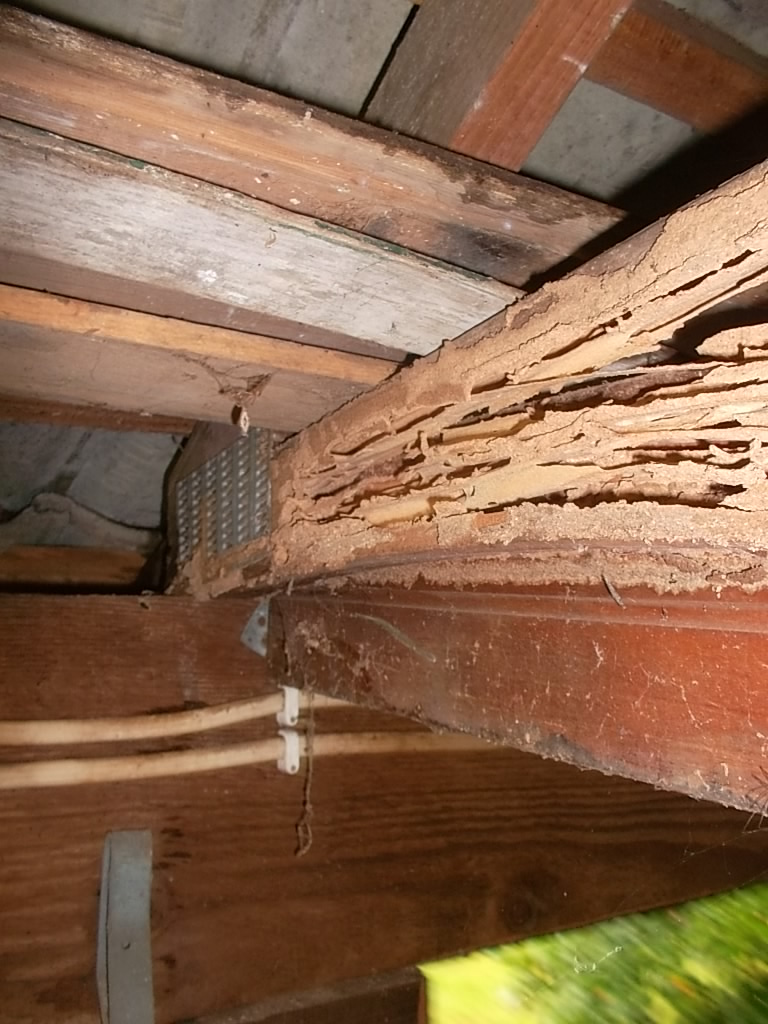 Termite Inspection Sydney